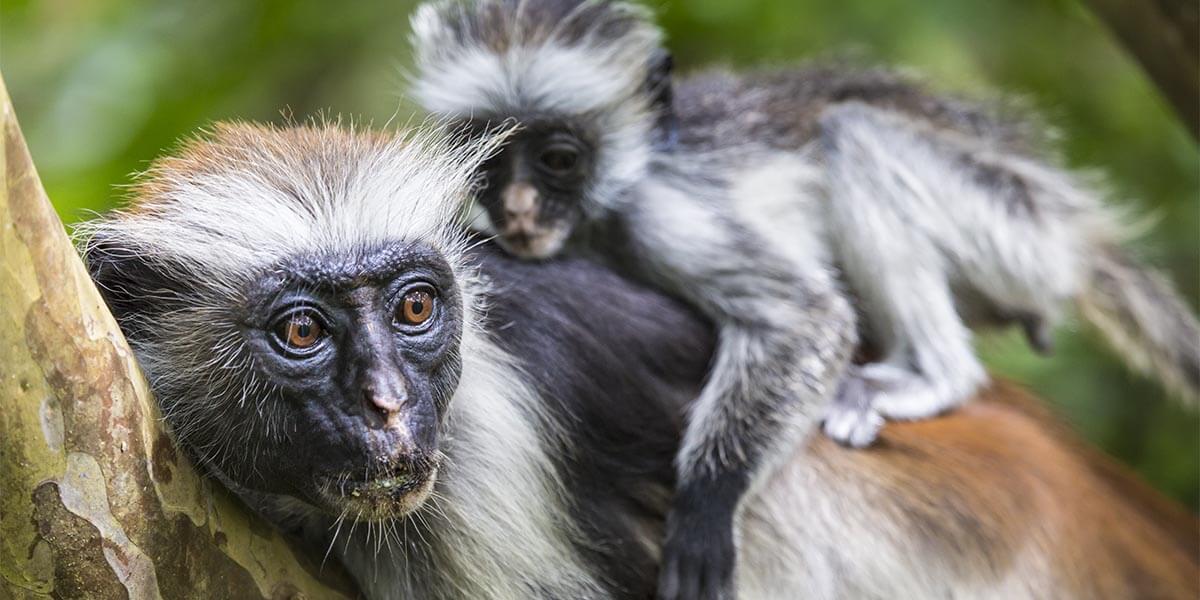 They'll be amazed by the wild nature in Jambiani Forest, where they'll meet the Red Colobus monkey