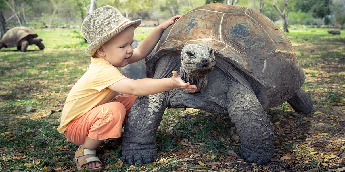If any adult get impressed by Aldabra giant tortoises, you can imagine how a kid will live that experience!